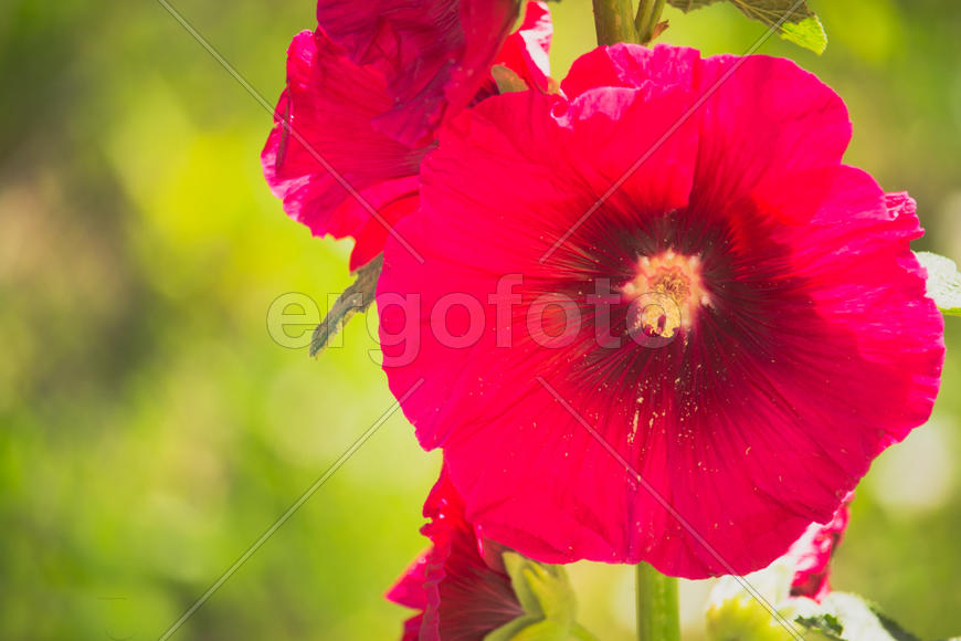 Лепесток мальвы