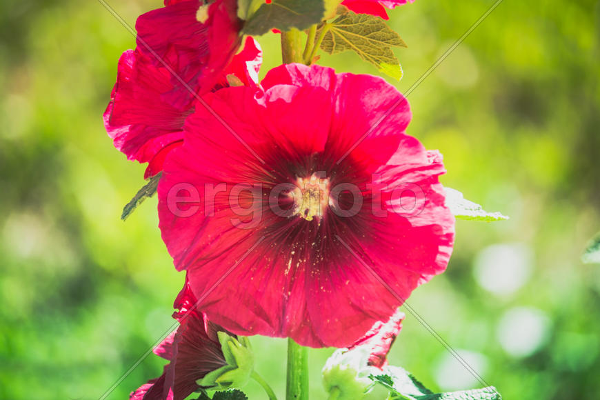 Красные цветы