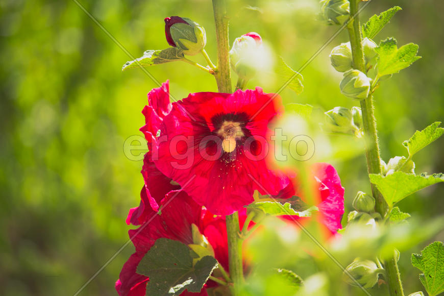 Красный цветок мальвы