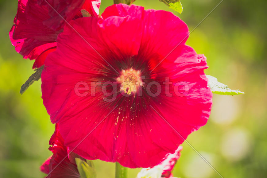 Красный цветок крупным планом