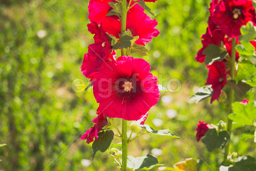 Красивые цветы