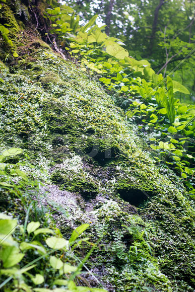 Лесная зелень