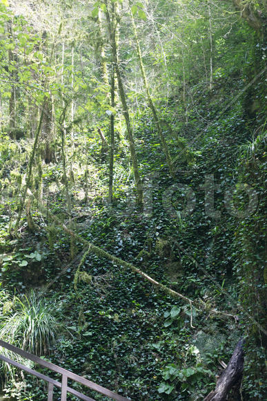 Лесной пейзаж