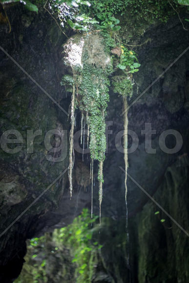 Мох на камне