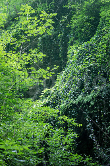 Лесная зелень