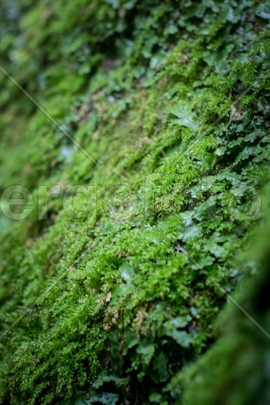 Мох на камне