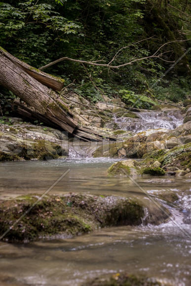 Лесная речка