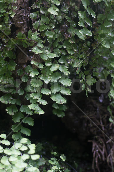 Ветви с листьями