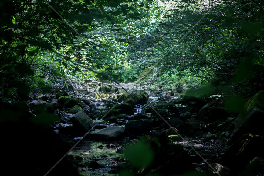 Лесная речка