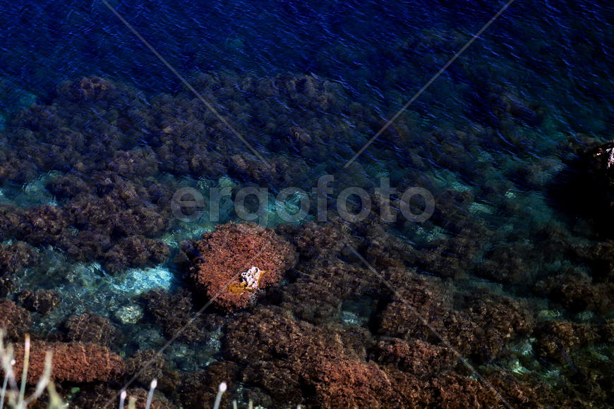 Морское дно Тарханкута