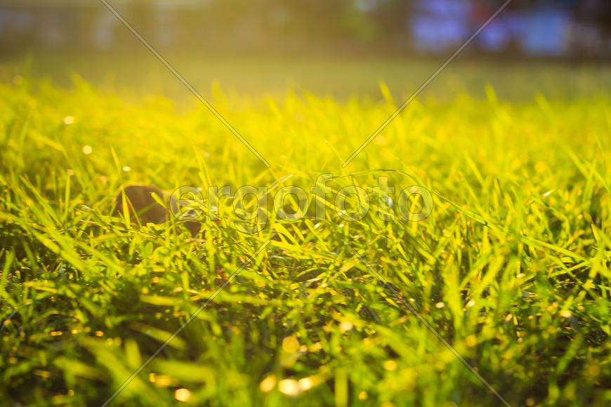 Трава и солнце