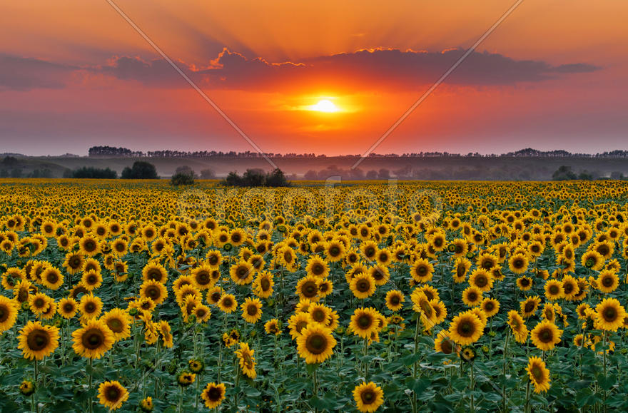 Подсолнухи