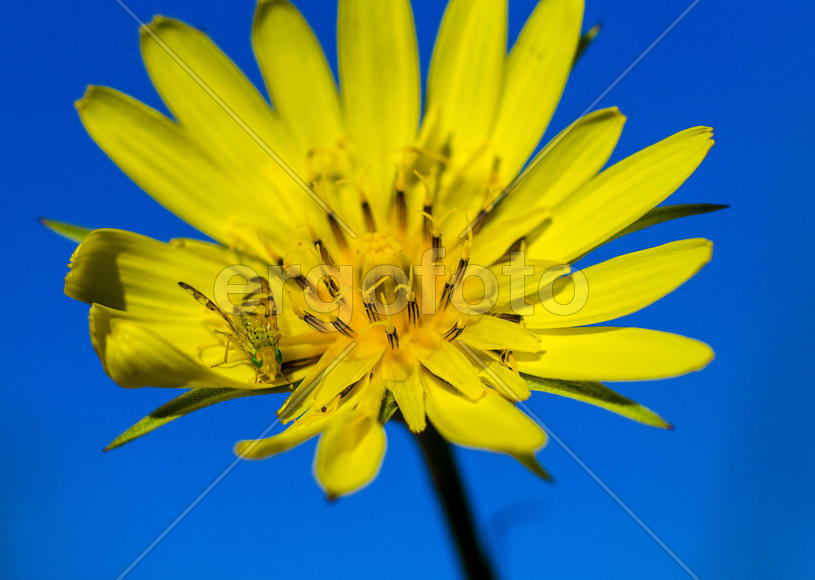 Зеленоглазка