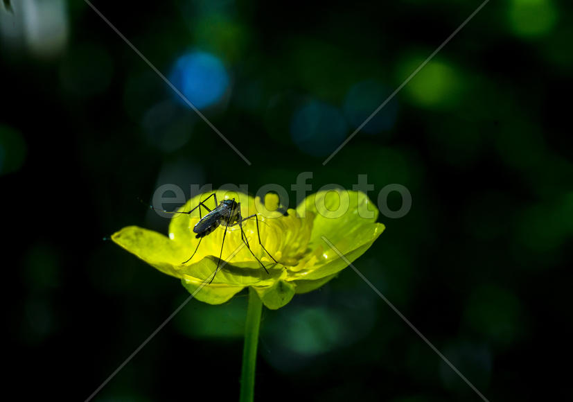 Тут крови нет