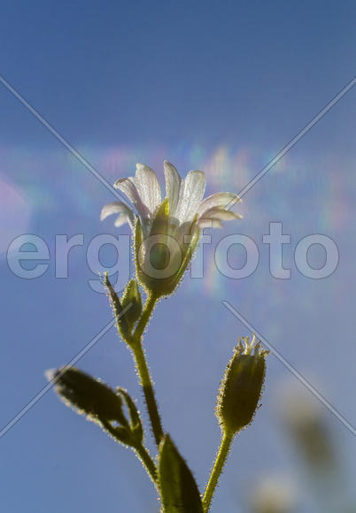 В теплых лучах