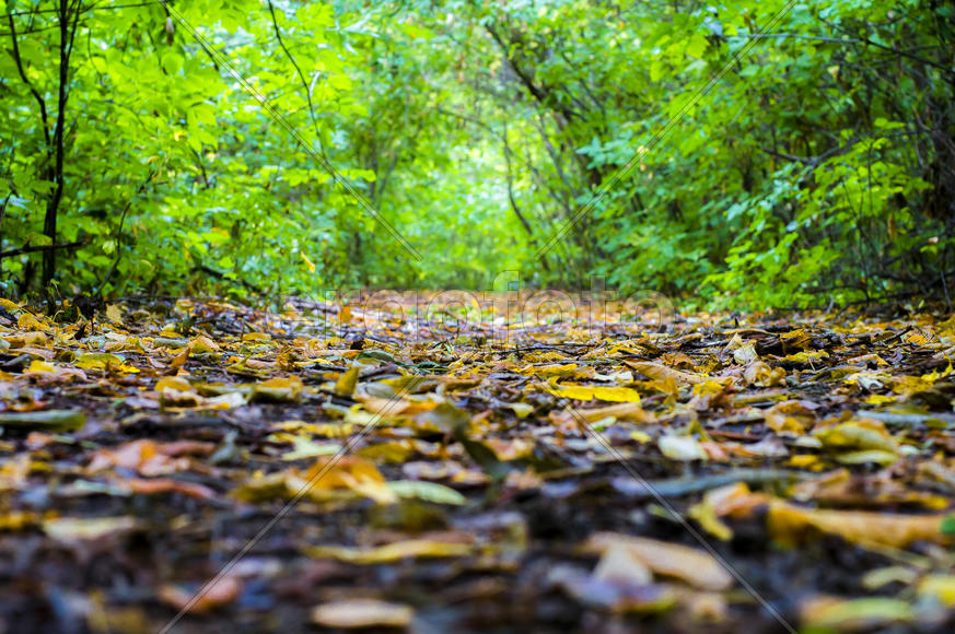 Между осенью и летом