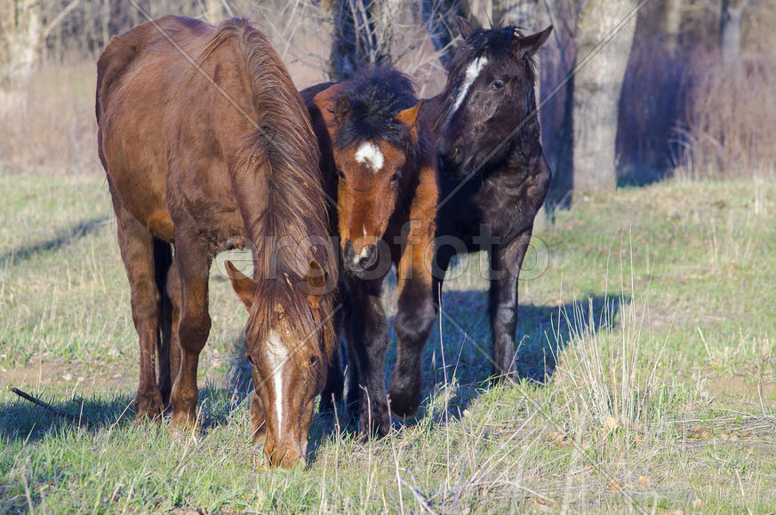 Семья лошадей