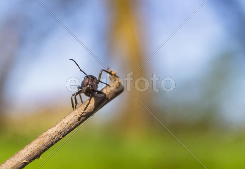 Пристальный взгляд