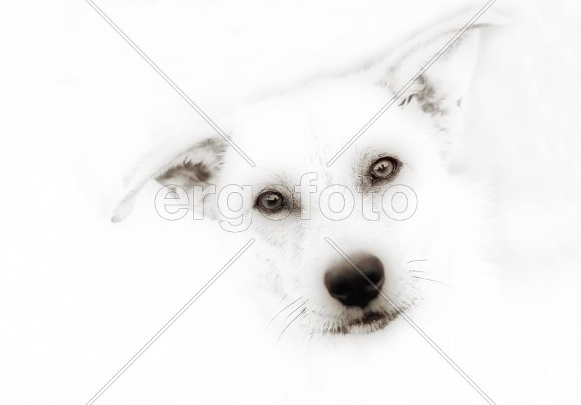 Взгляд мудрости