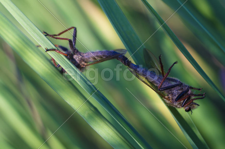 Акробатика