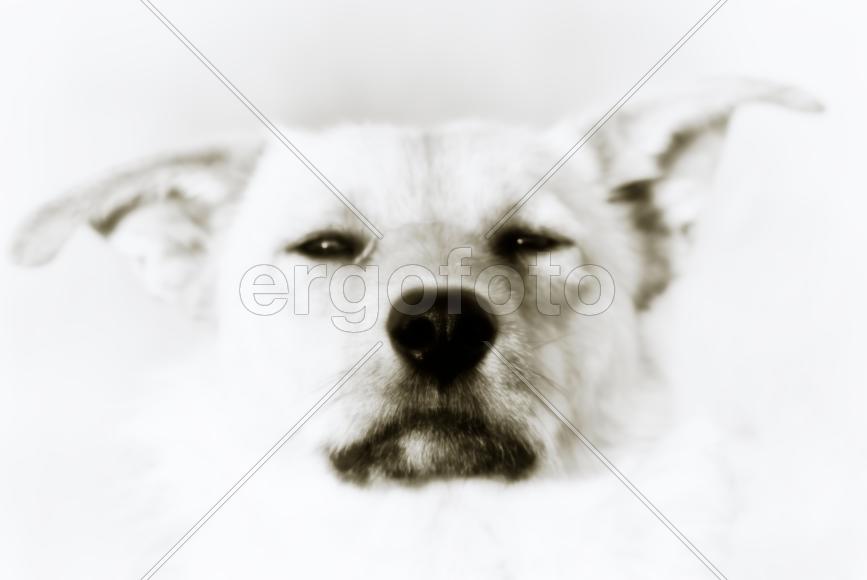 Фотографируй