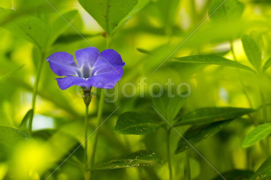 На зеленом фоне