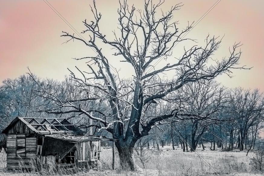 Разрушенный дом и сухое дерево на фоне леса