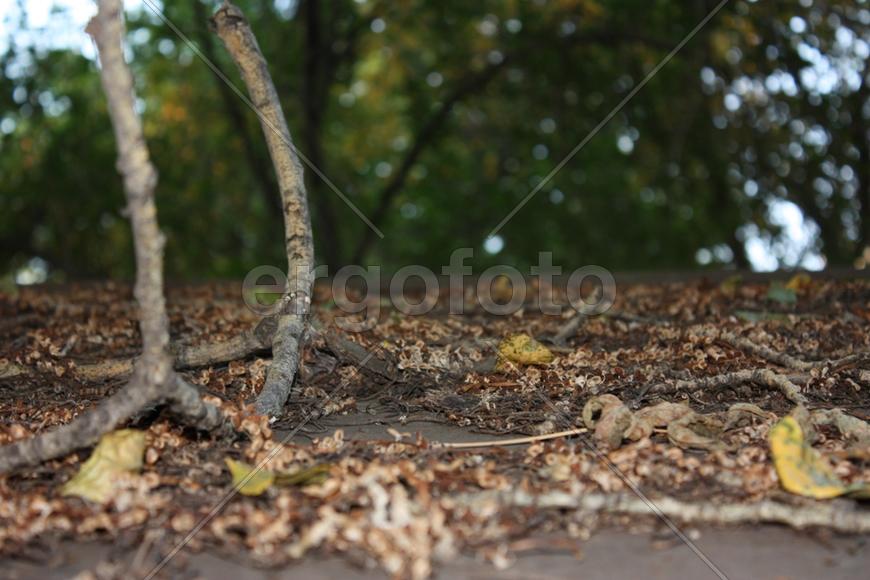 Куриные ножки