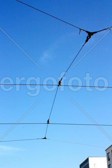 Каракатица