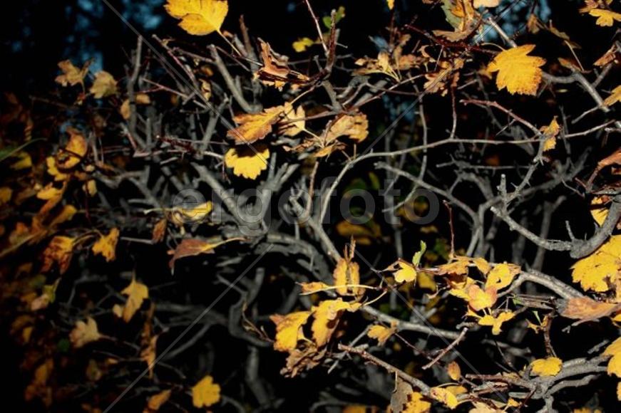 Вечерний свет