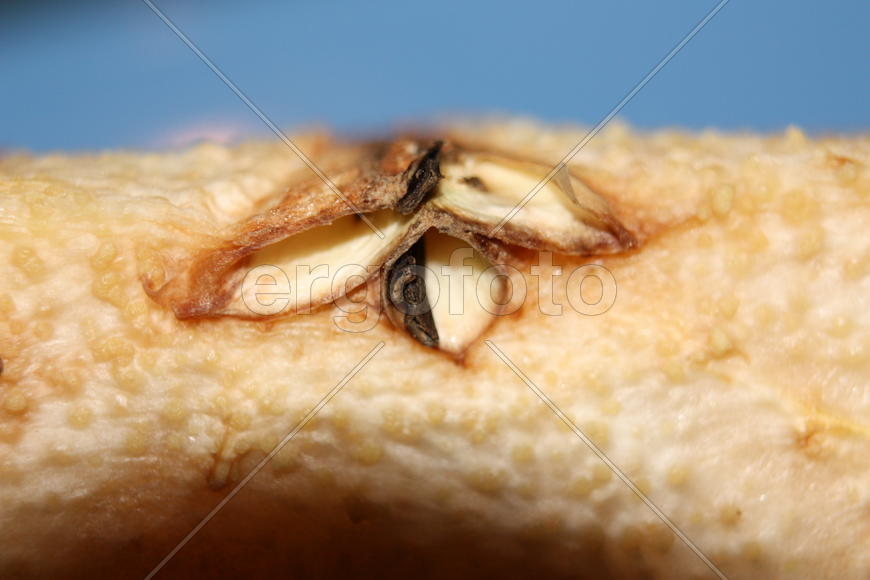 Внутренности