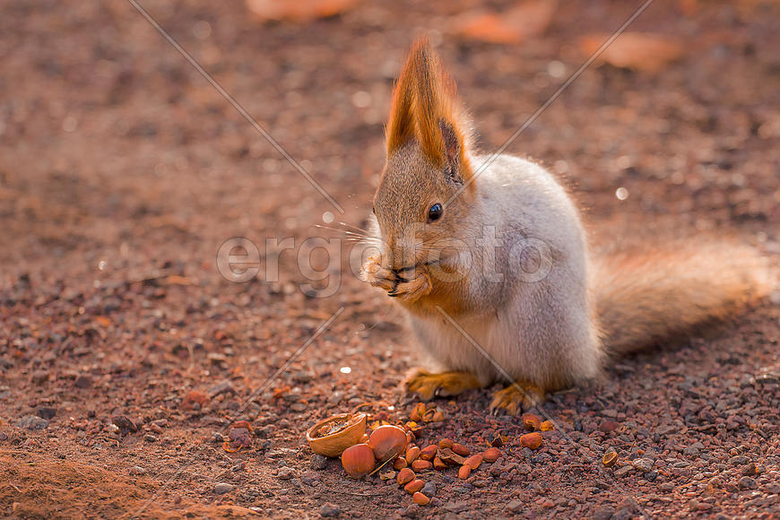 Белка в лесу