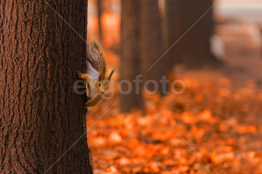 Белка на дереве