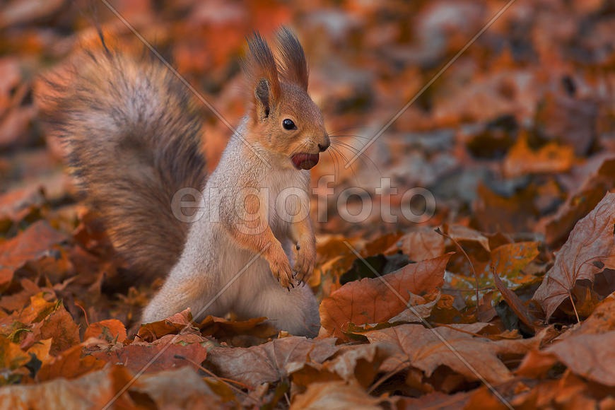 Белка на фоне листвы