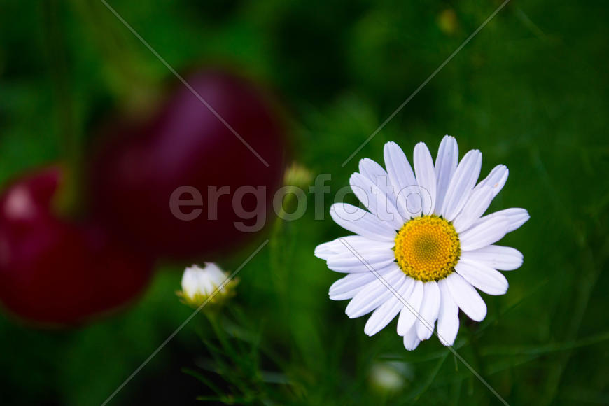Ромашка и вишня