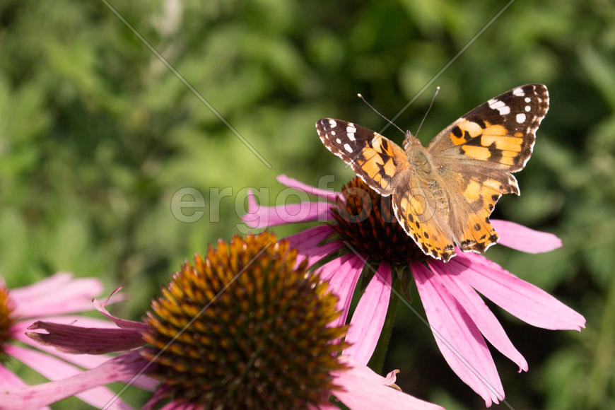 Бабочка на цветке