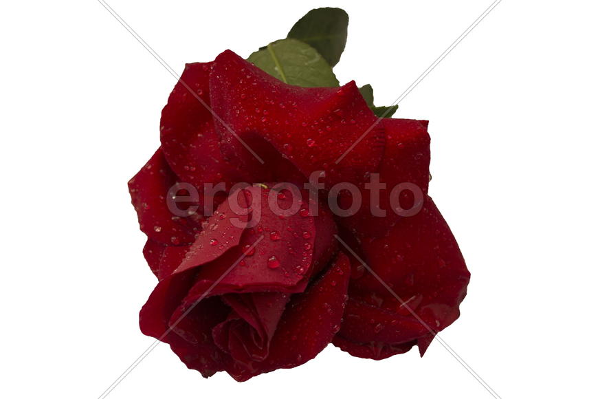 Красная роза