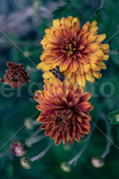 Хризантема