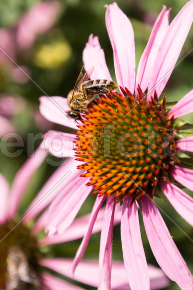 Пчела на цветке