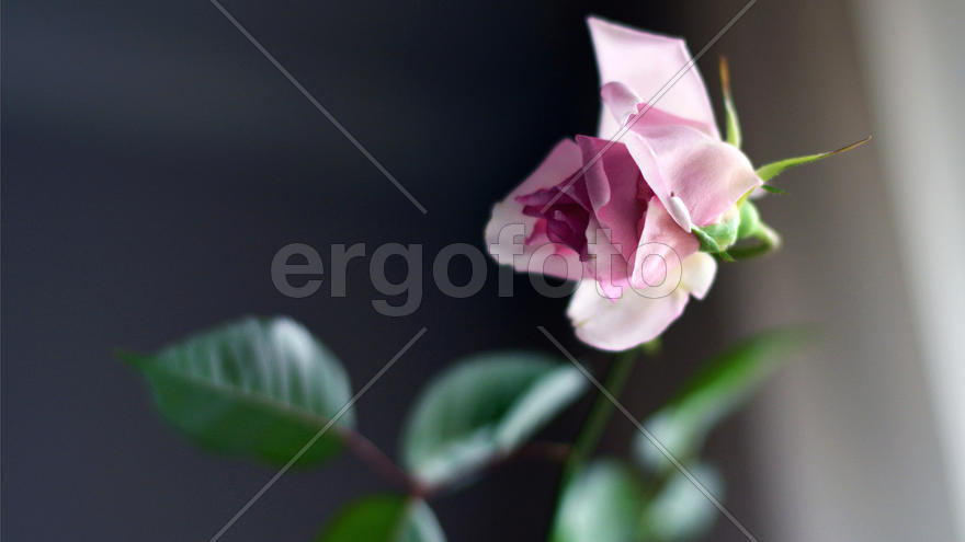 Расцветающая роза
