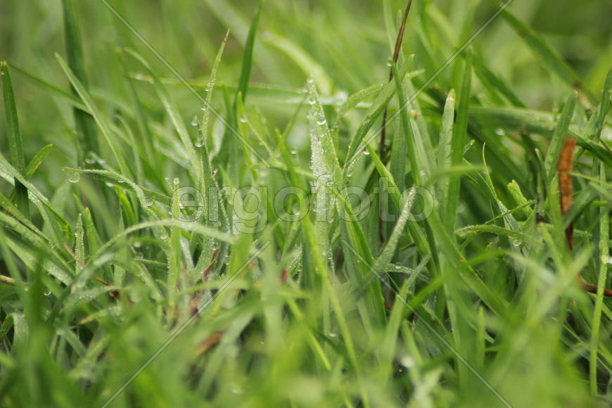 Утренняя роса