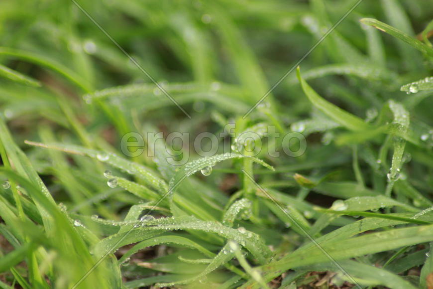 Утренняя роса