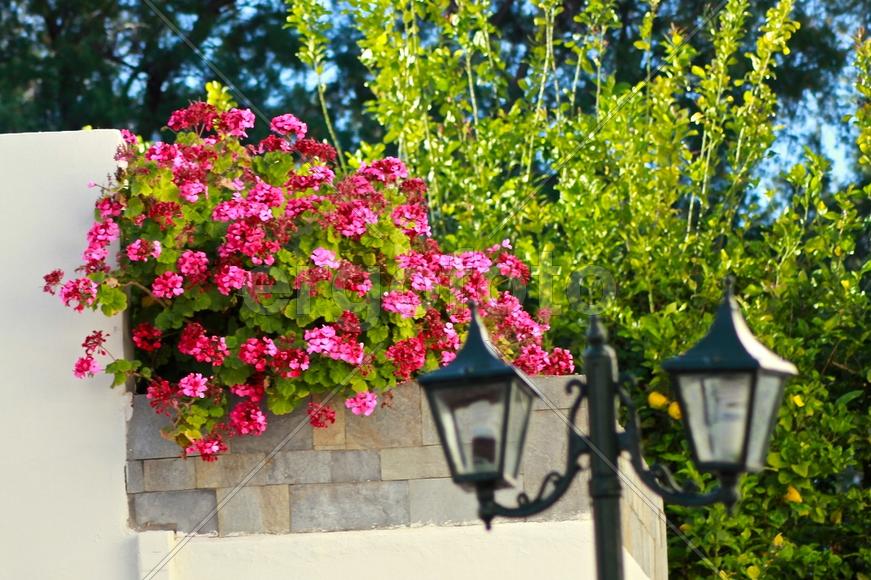 Цветы Греции