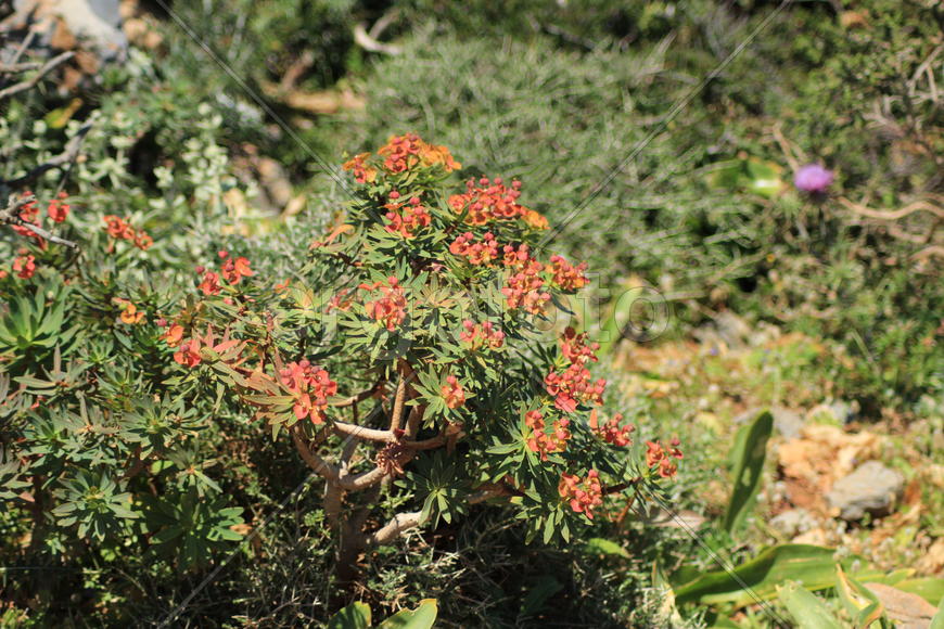 Цветы Греции