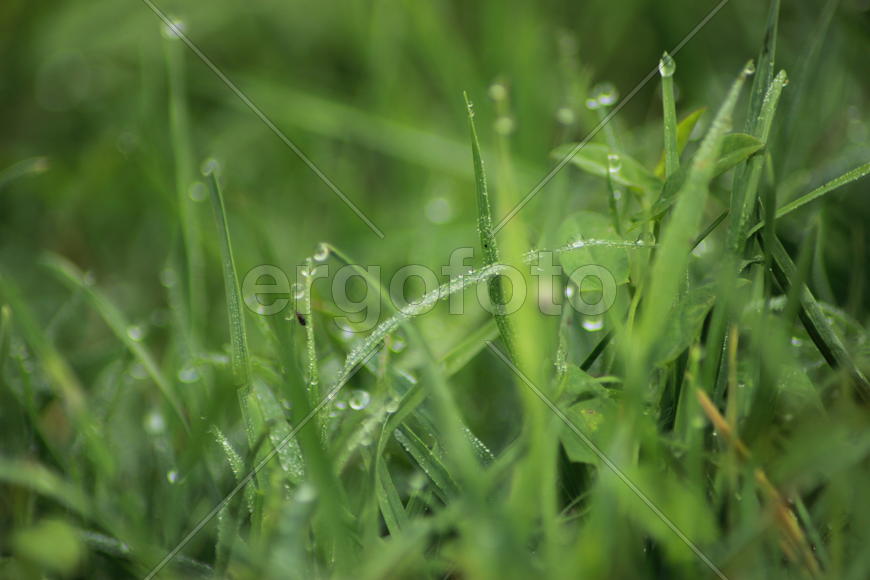 Утренняя Роса