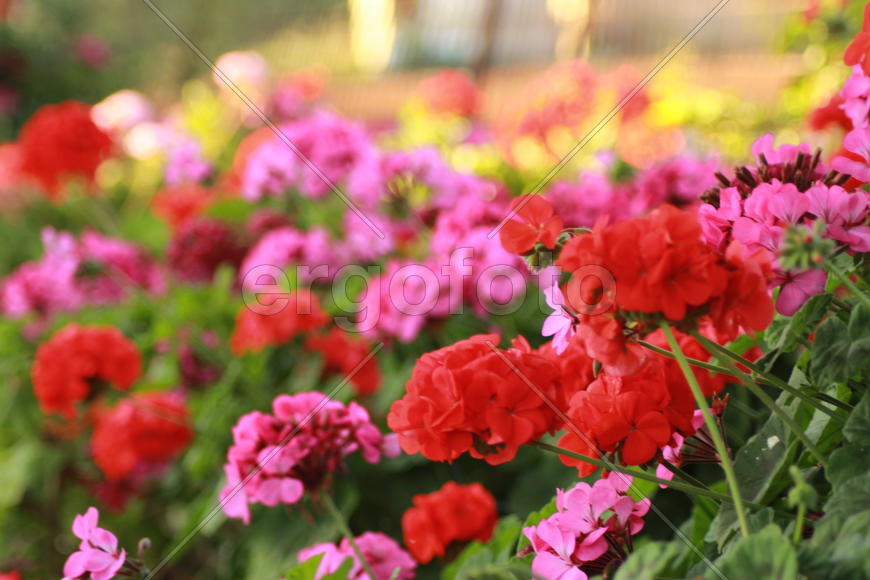 Цветы Греции