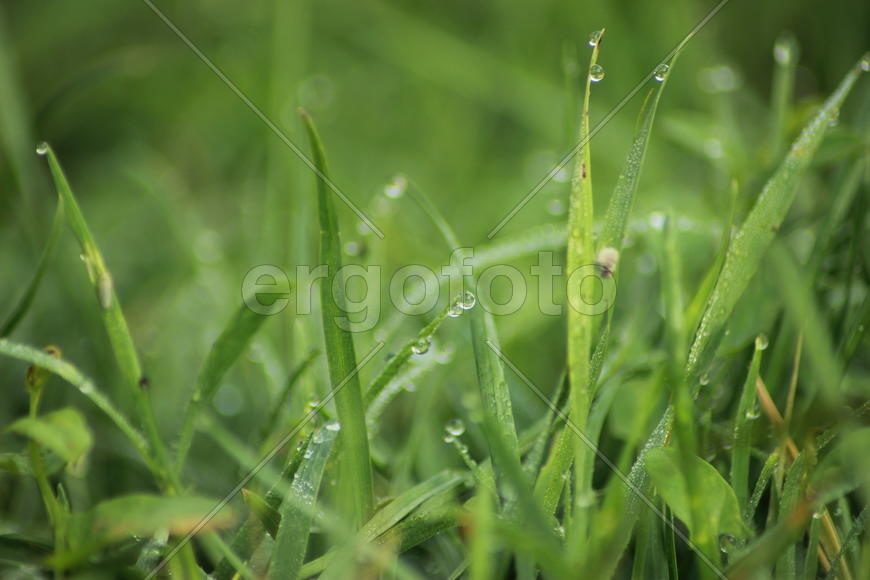 Утренняя роса