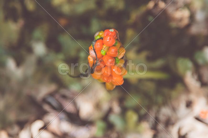 лесные ягоды