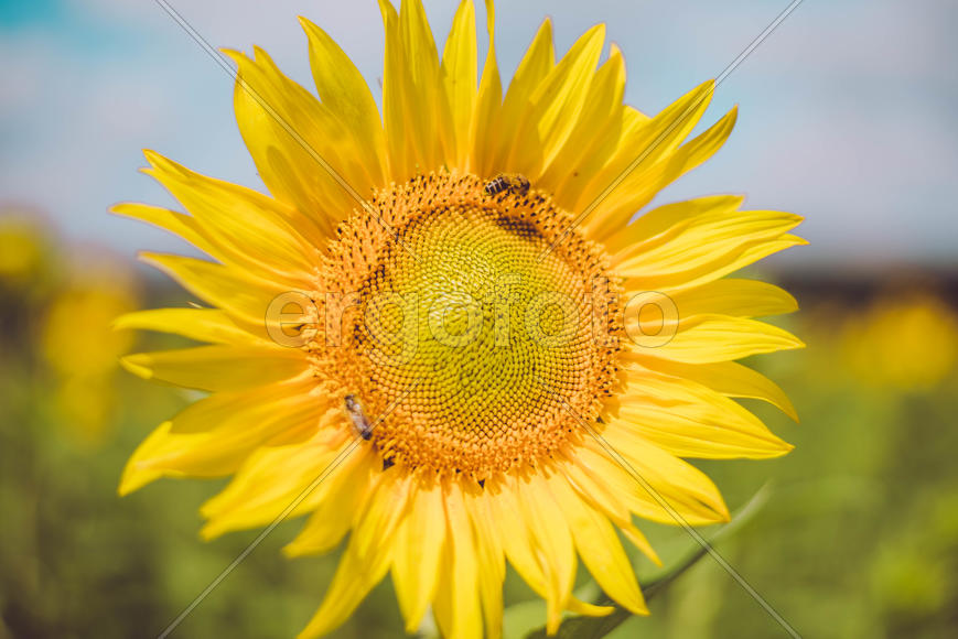 Подсолнух с пчелами