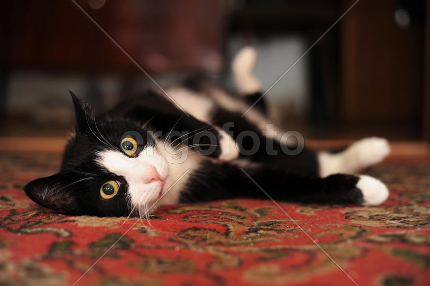 Кот лежит на боку, вытянув лапы